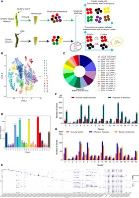 Identification of Silkworm Hemocyte Subsets and Analysis of Their Response to Baculovirus Infection Based on Single-Cell RNA Sequencing